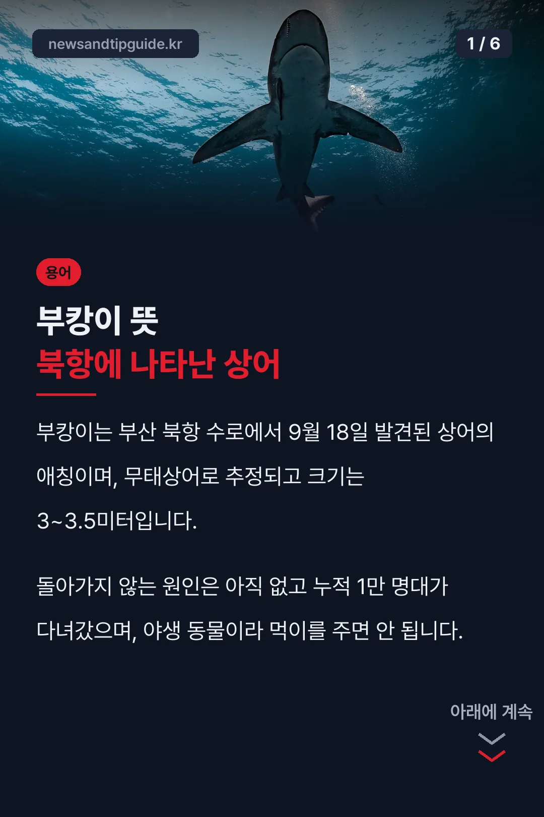 부캉이 뜻 북항에 나타난 상어